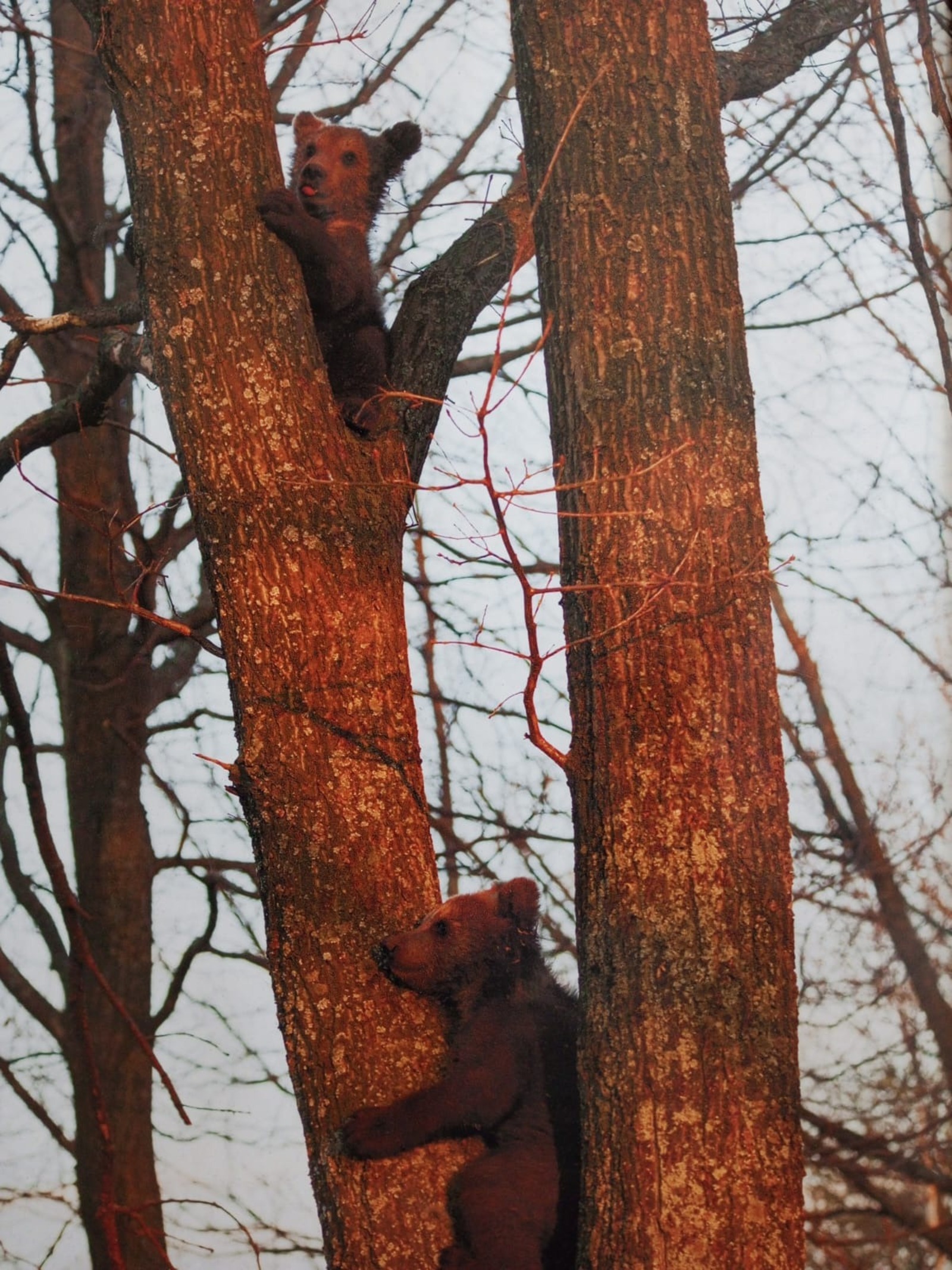 Фаиля Абсатарова.