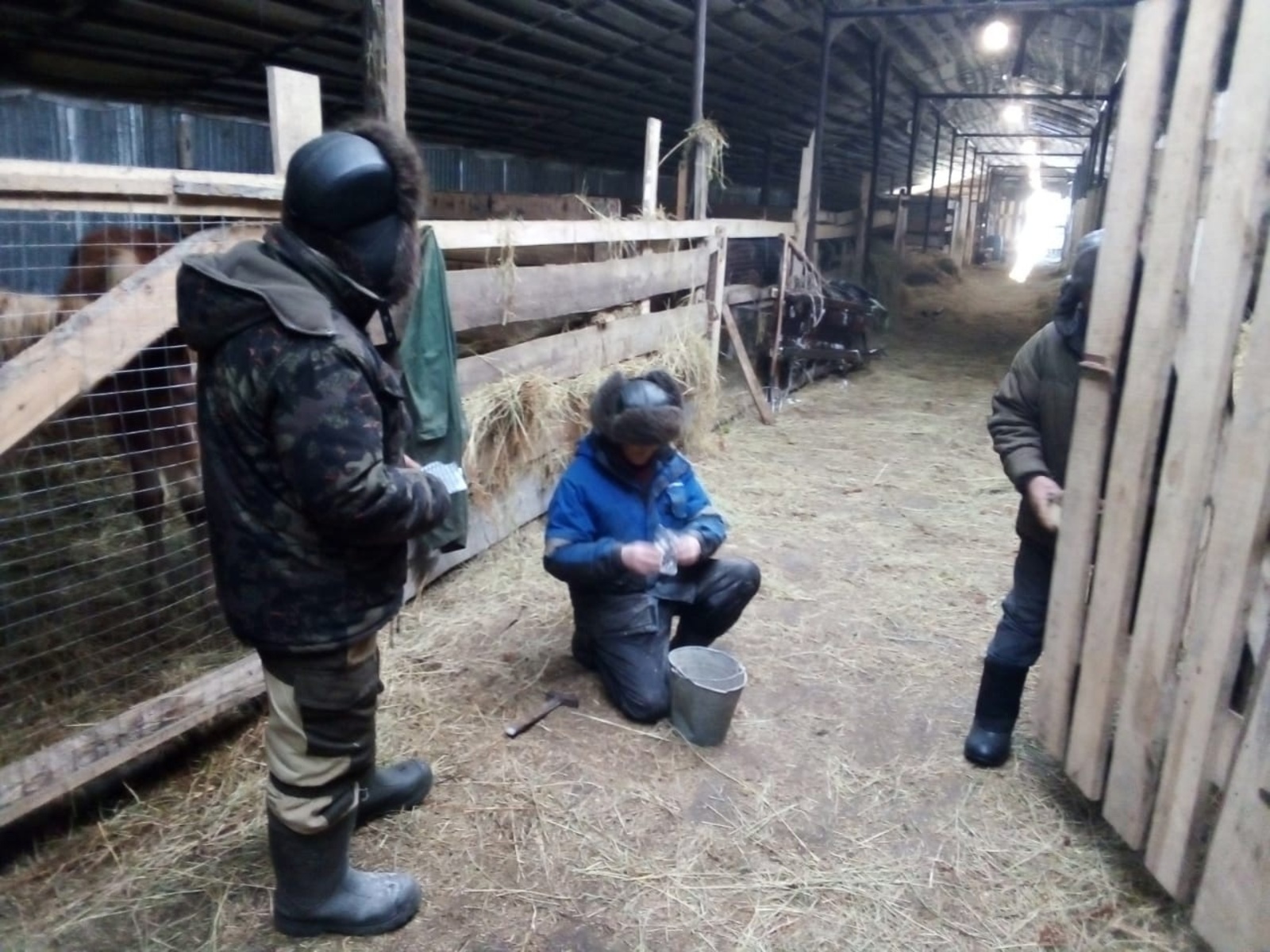 Ветеринарлар тиешенчә эшли