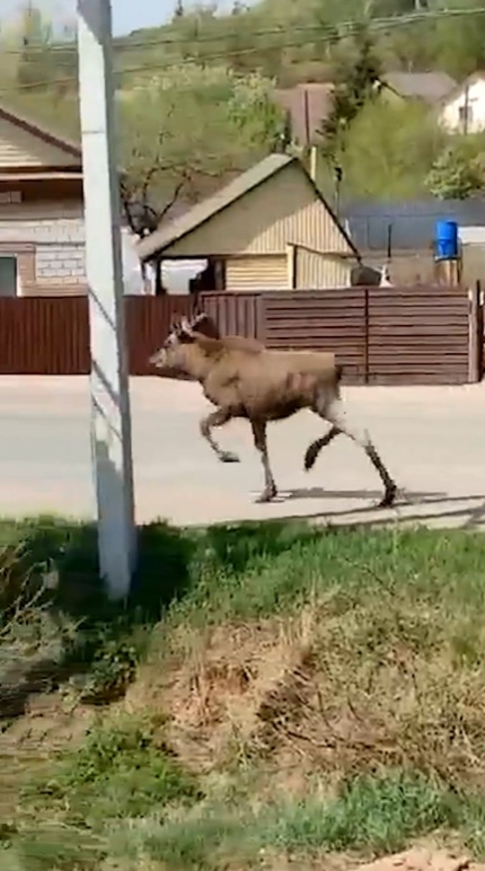 Лось в вологодской области