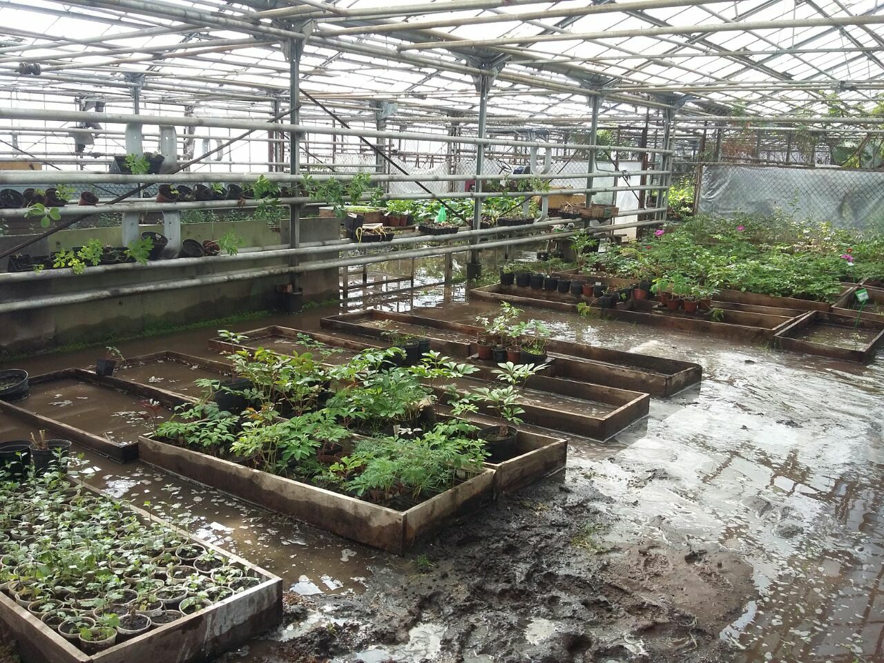 Ботанический Сад Уфа Купить Саженцы Каталог