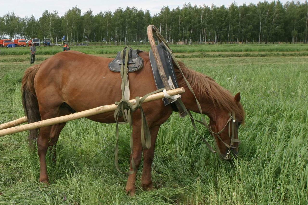 Продажа лошадей удмуртии