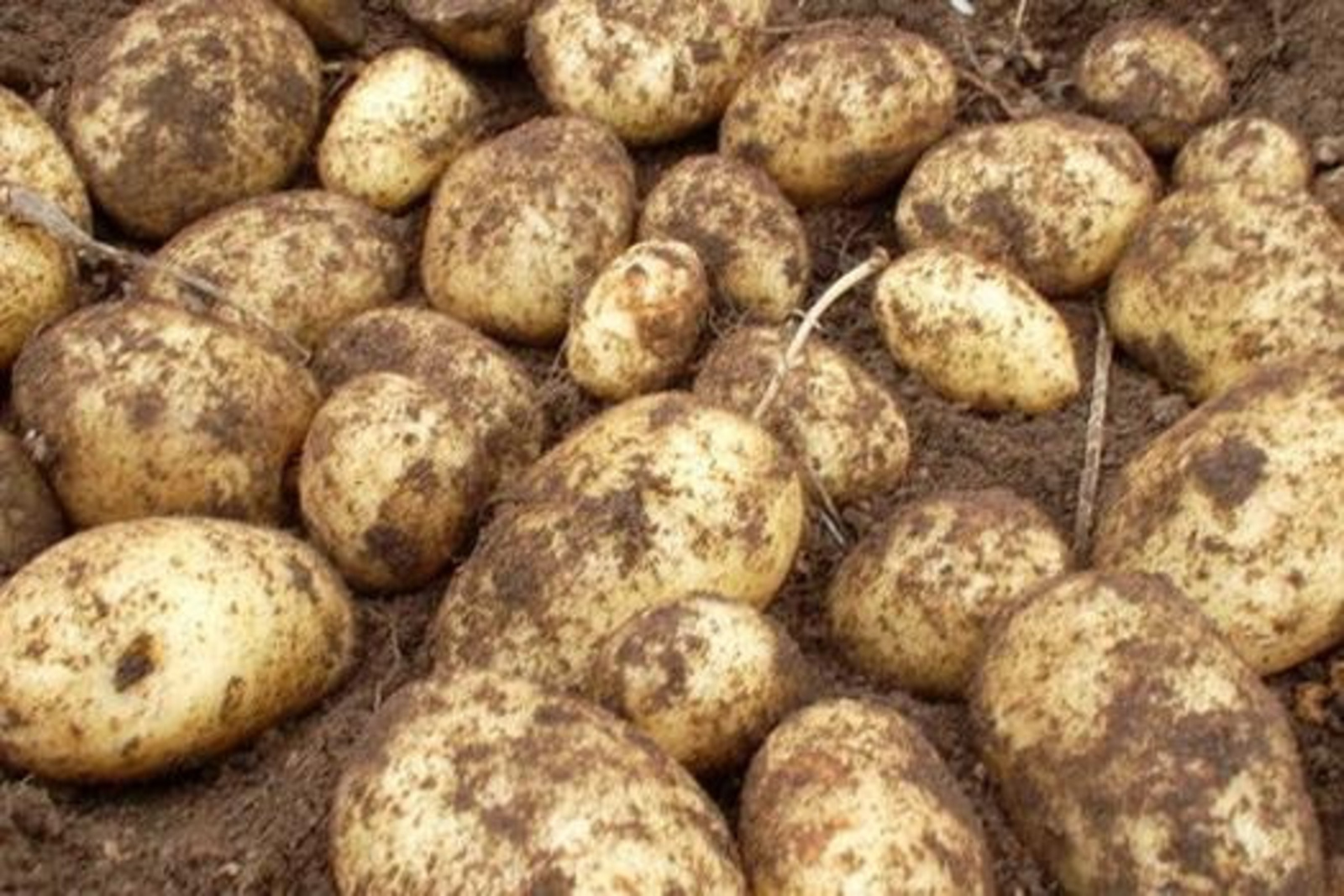 Купить Семенной Картофель В Нии Самохваловичах Цена