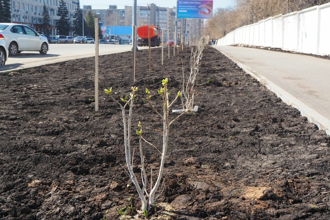 В разных частях Уфы появятся 18 тематических аллей