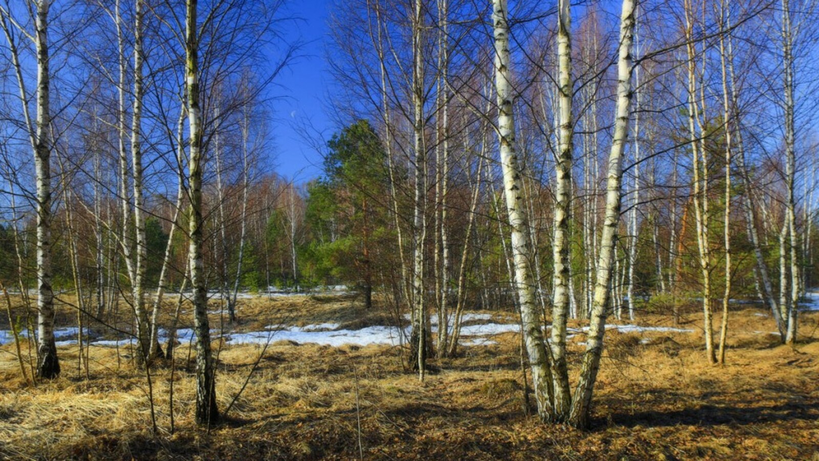 Апрель пора года. Весенний лес.