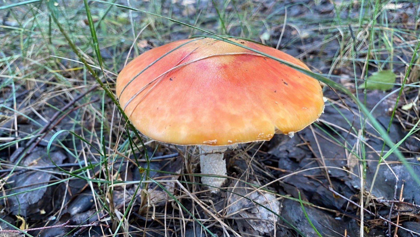 Елены Колоколовой.