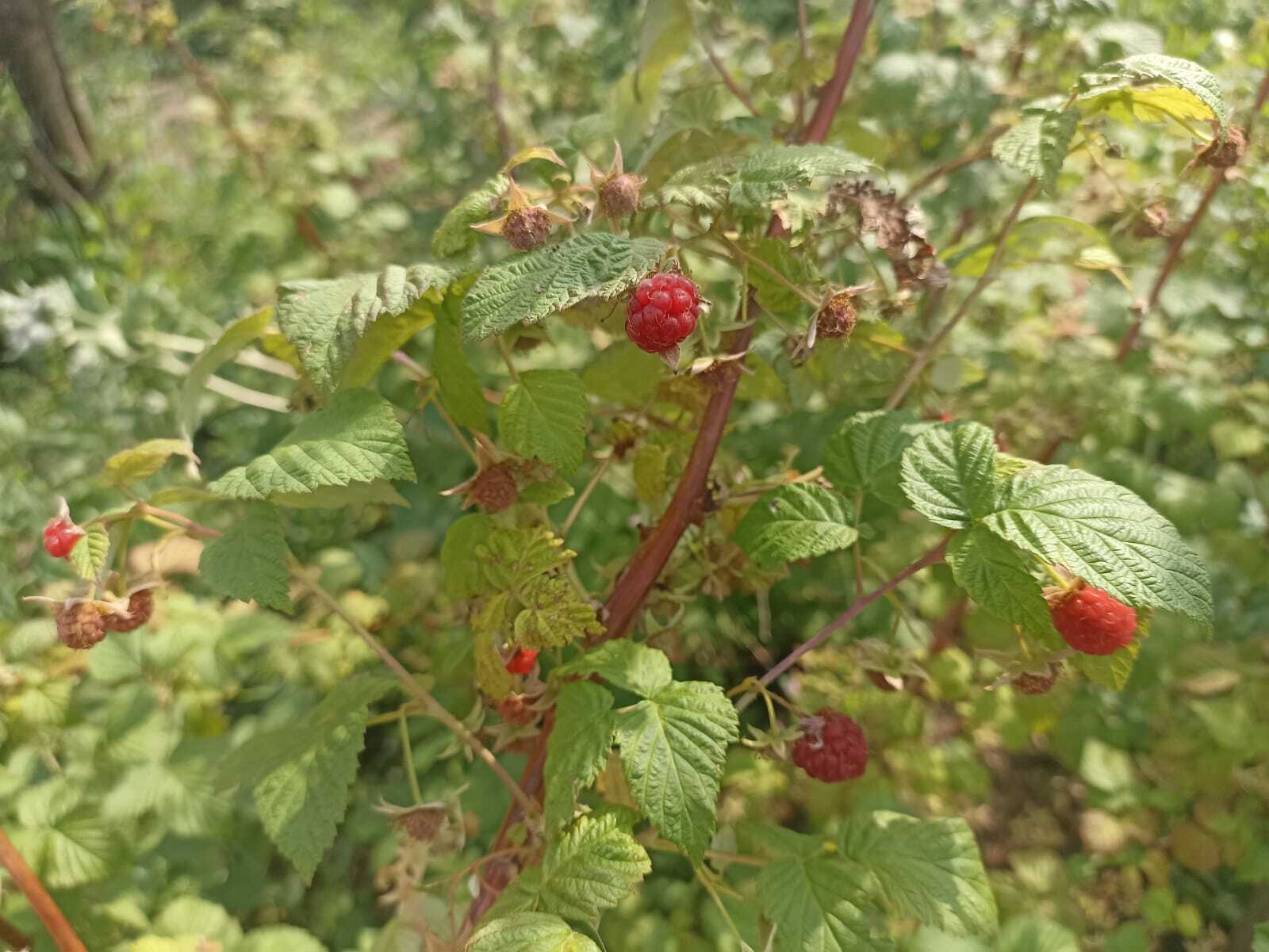 Марийский календарь на каждый день. 31 июля – День сбора грибов и ягод (Поҥго ден емыжым погымо кече).