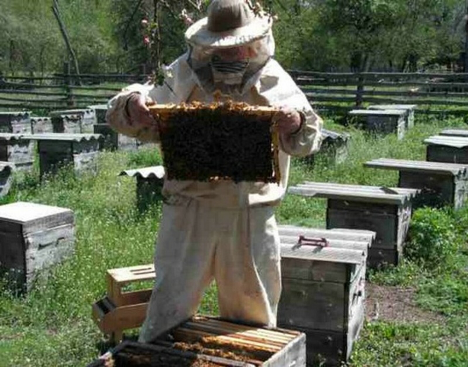 Фото с сайта www.rus-honey.ru.