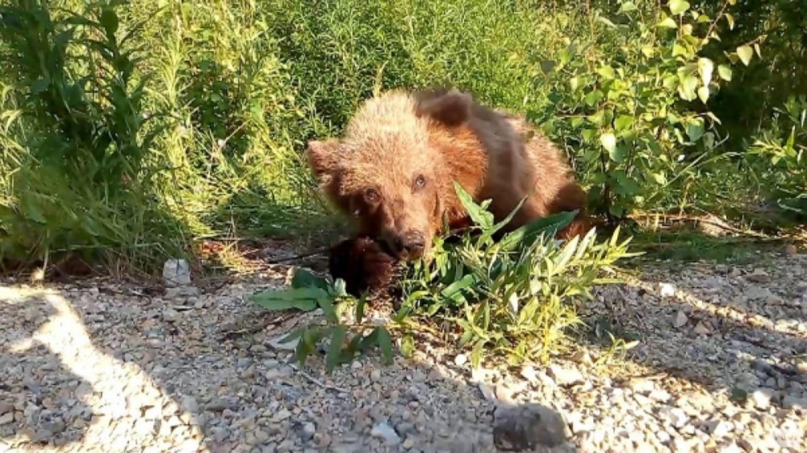 Башкирский Медведь