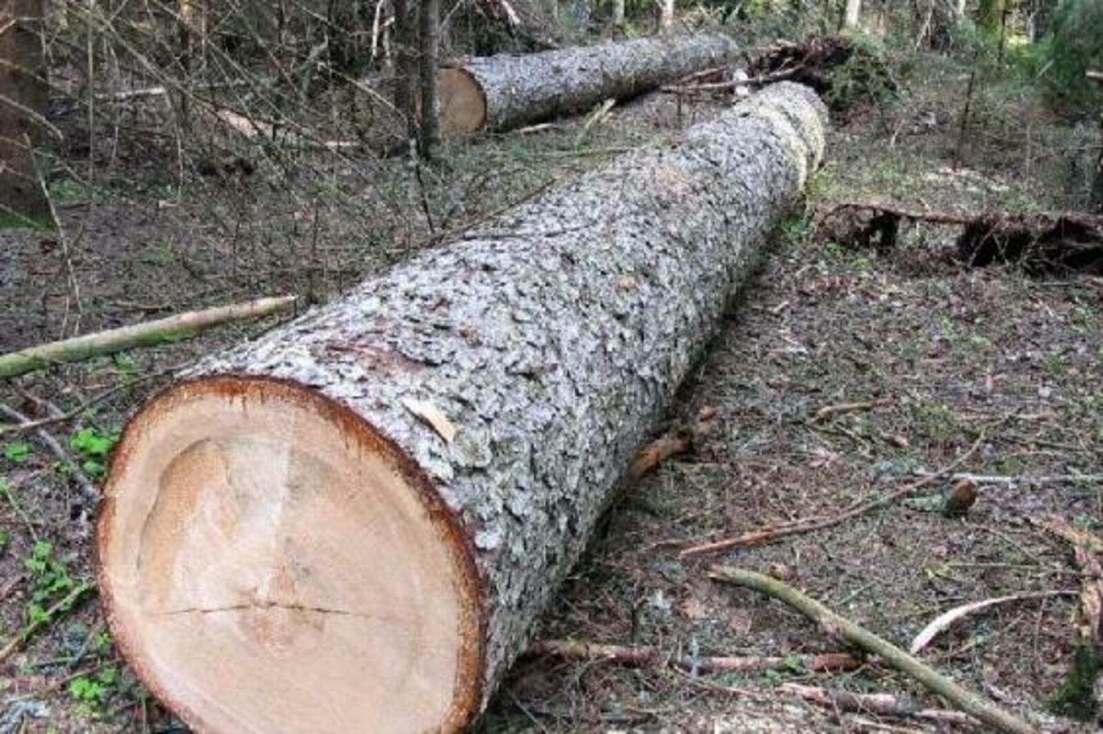 Бревно картинки
