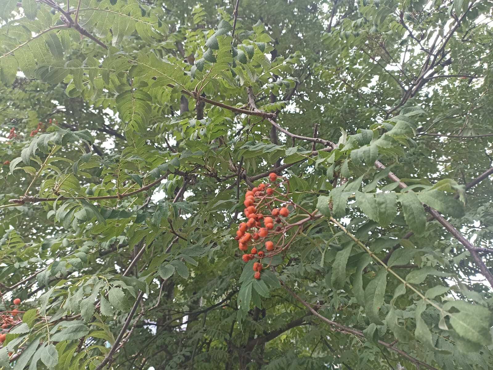 Марийский календарь на каждый день. 3 август – Тихий день (Тып кече).