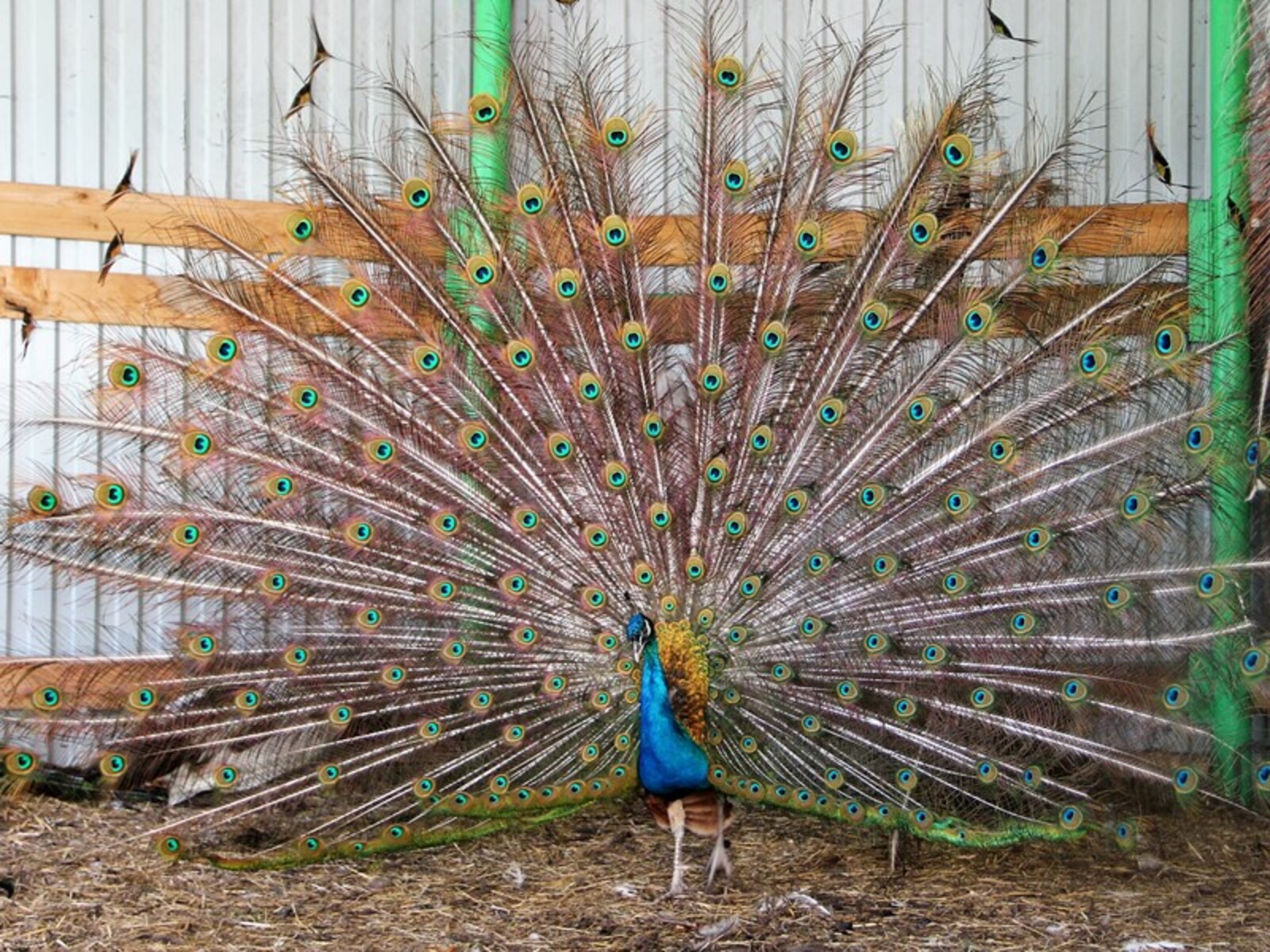 Павлин в сарае. Содержание павлинов. Домашние павлины. Содержание павлинов. Домик для павлинов.