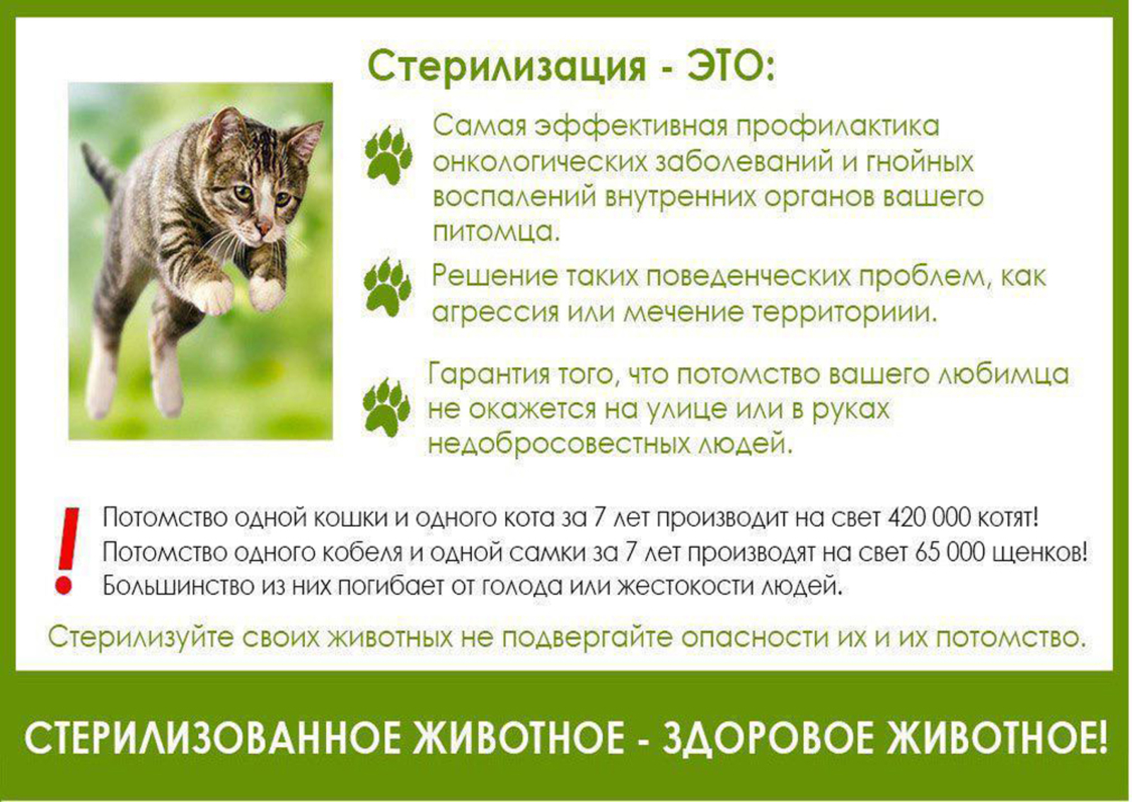 Стерилизация кошки это