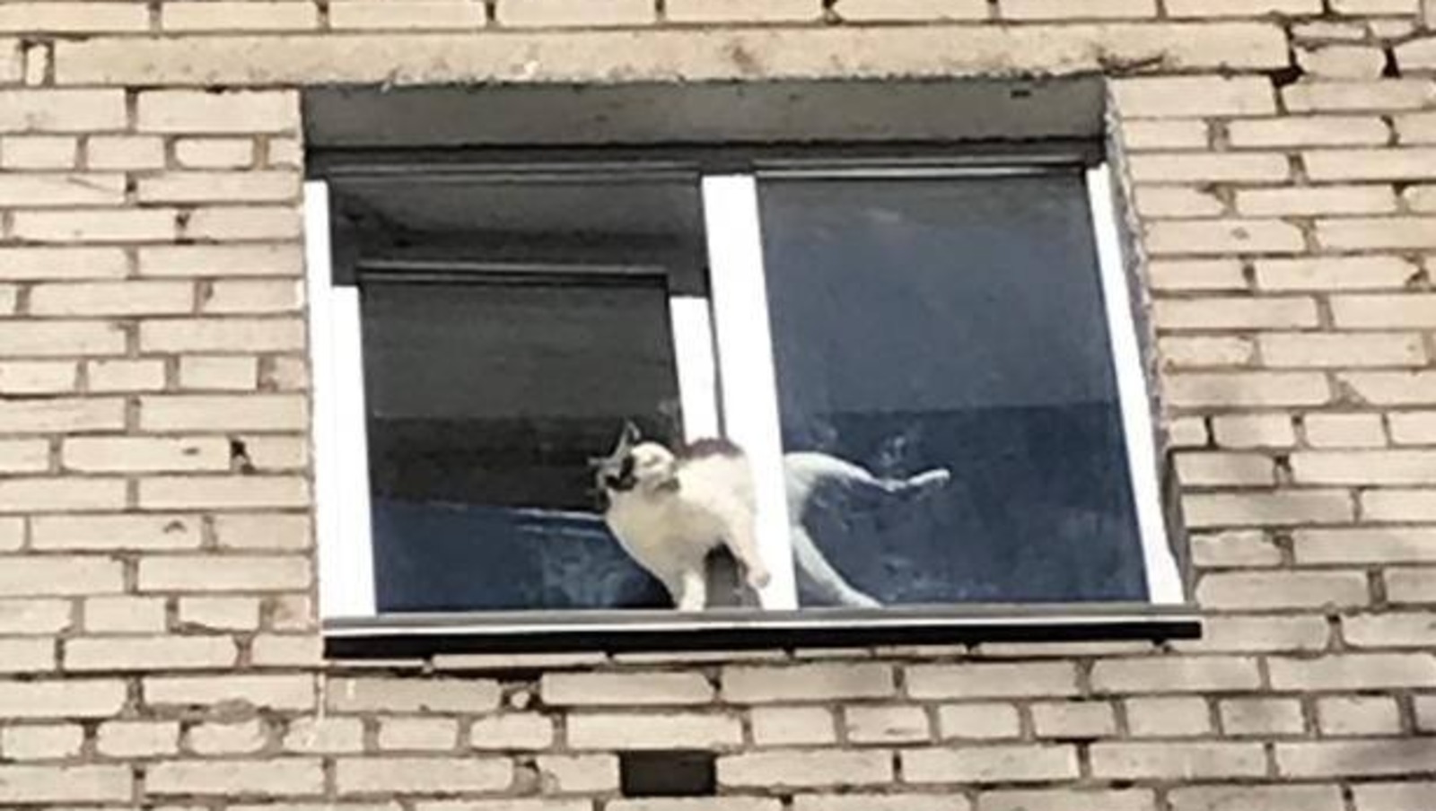 Кошки В Окне Купить В Москве