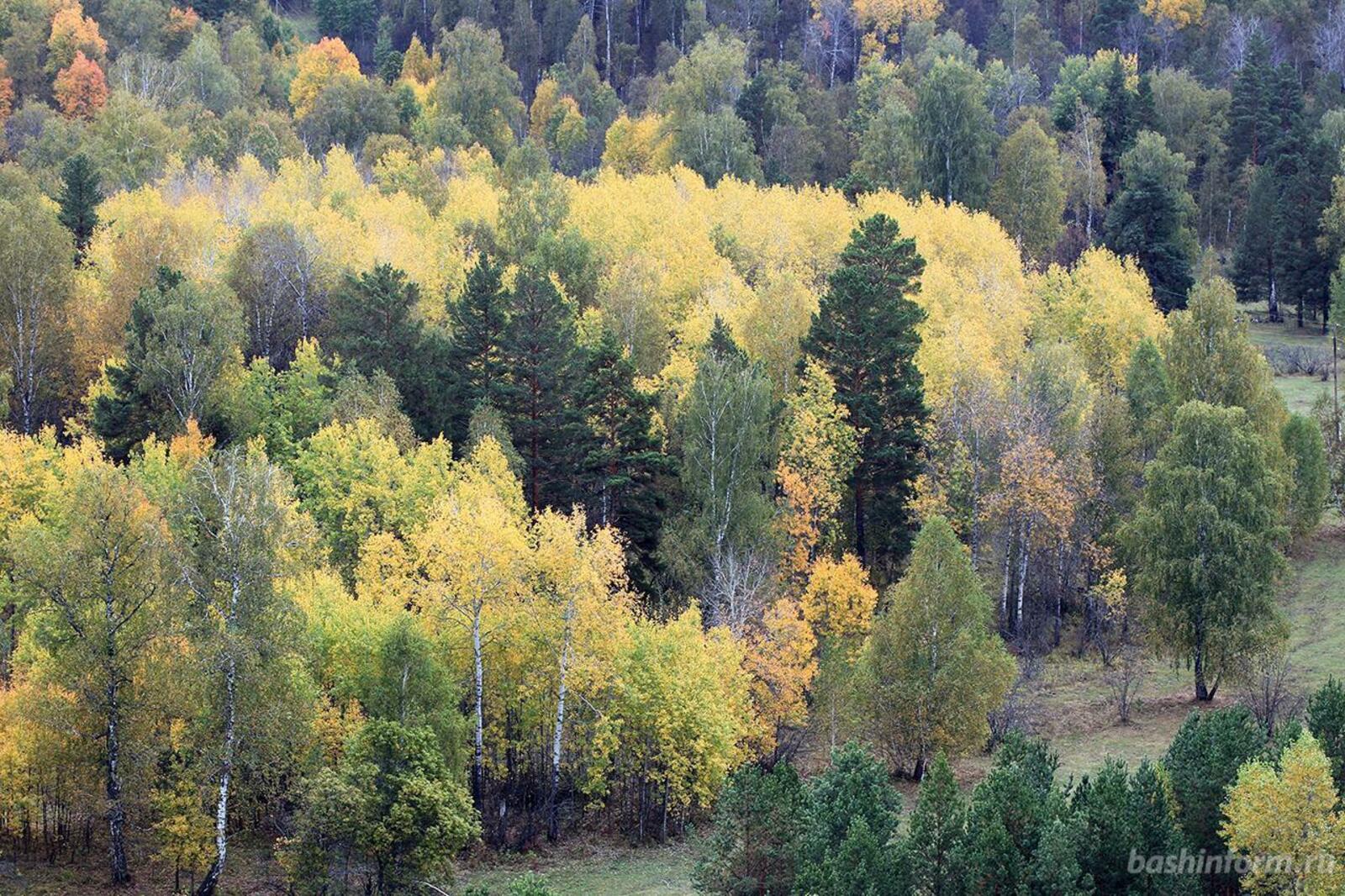 Купить Лес В Башкирии Цены