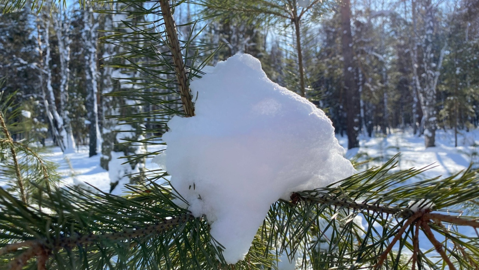 Елены Колоколовой.