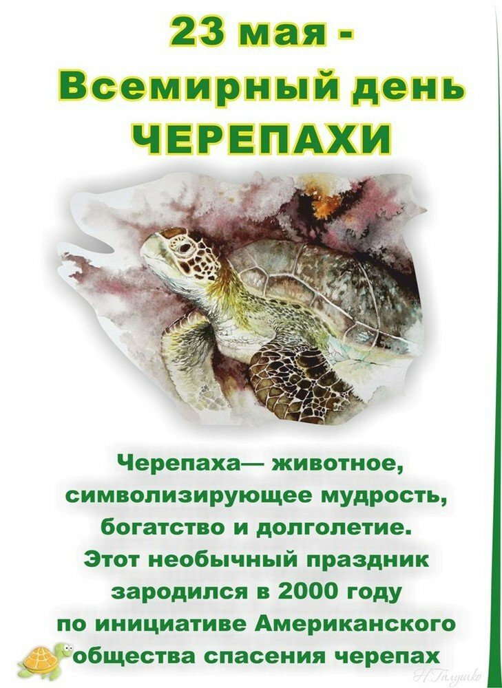 Всемирный день черепахи презентация