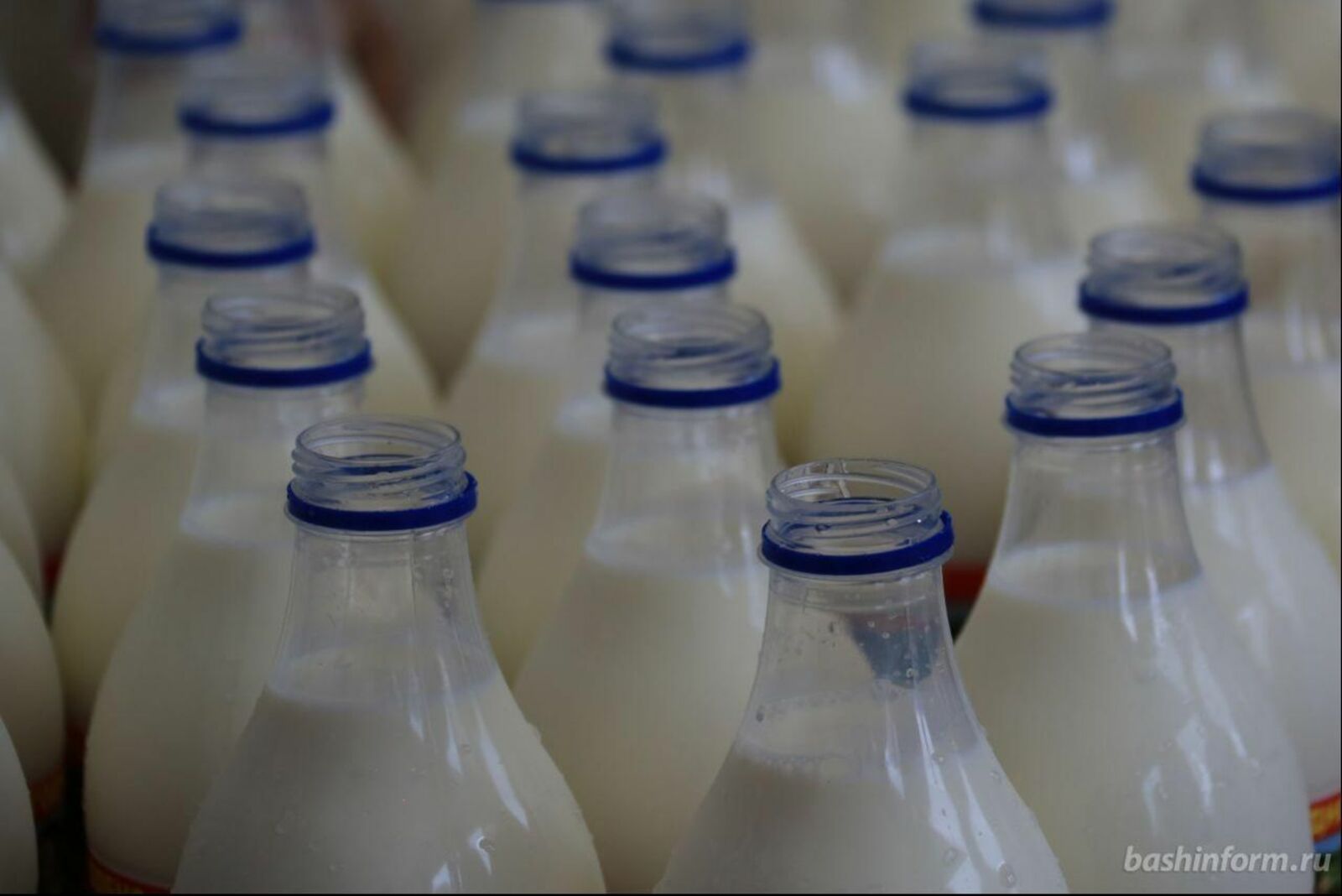 молоко башинформ. молоко "самое любимое" 2,5% тба 950г. продается молоко. куда продавать молоко. куда продавать молоко.