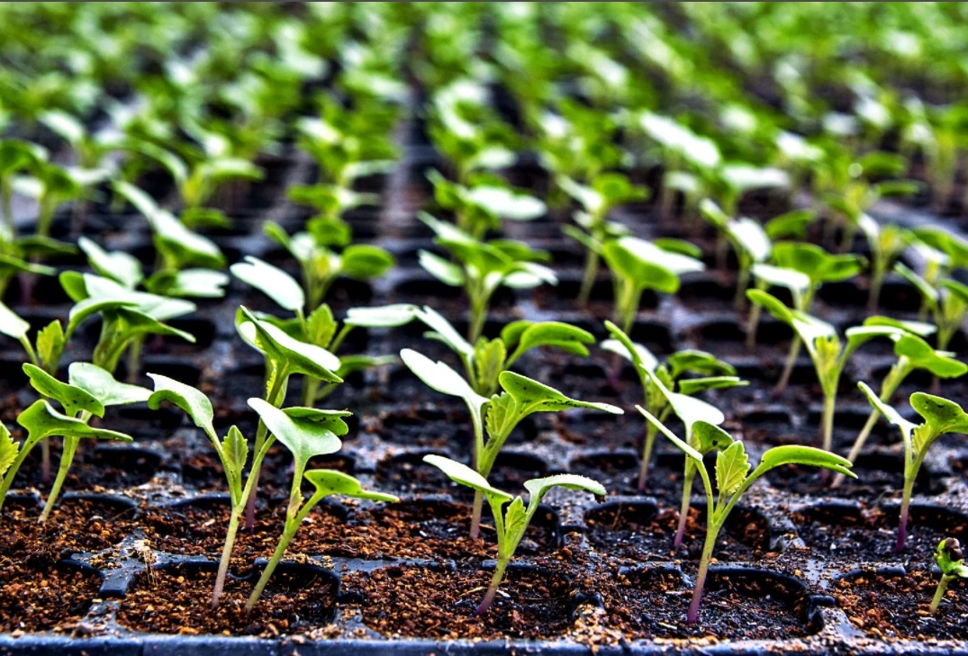 Способы определения времени высадки семян цветной капусты