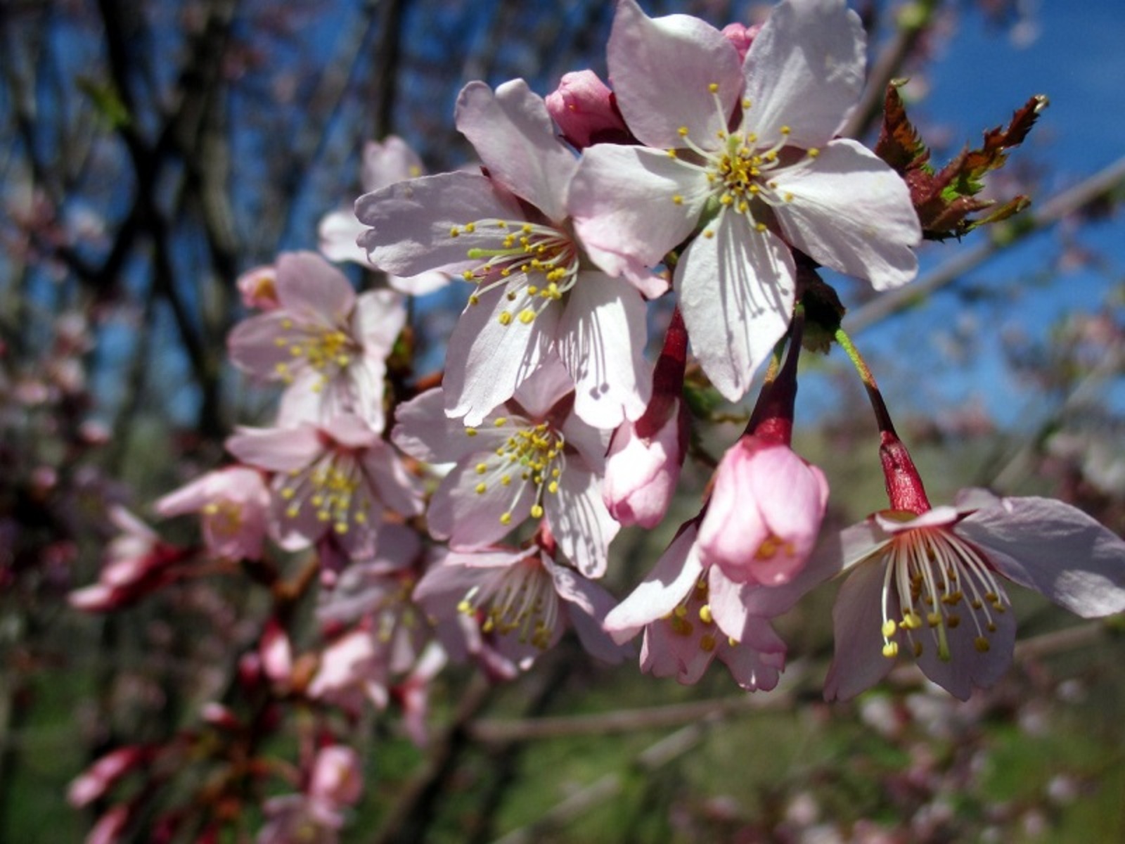 Sakura вишня. весна для всех разная. цветущая яблоня и груша. весна и цветение миндаля в крыму. весна.
