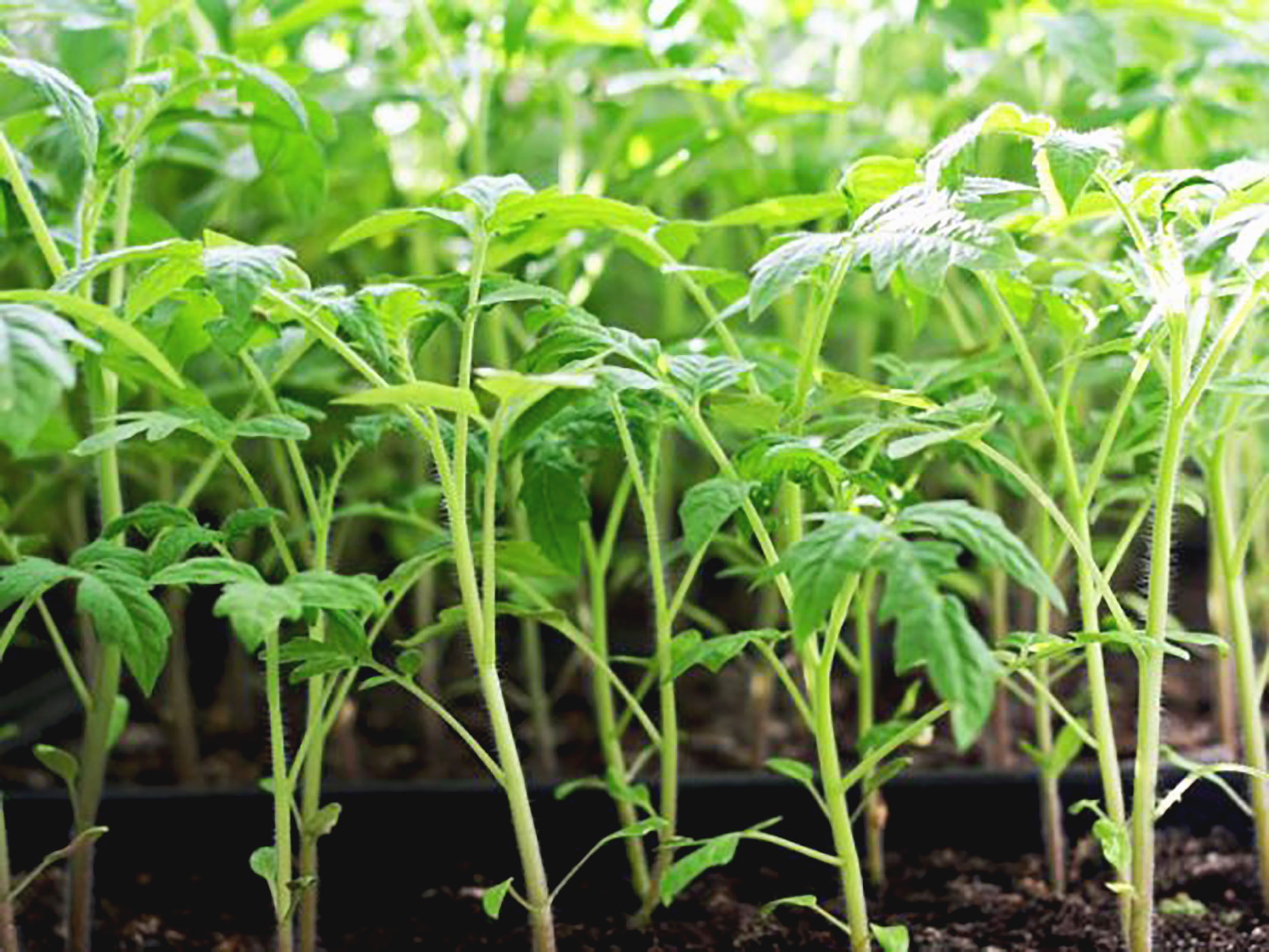 Продажа Рассады Помидор