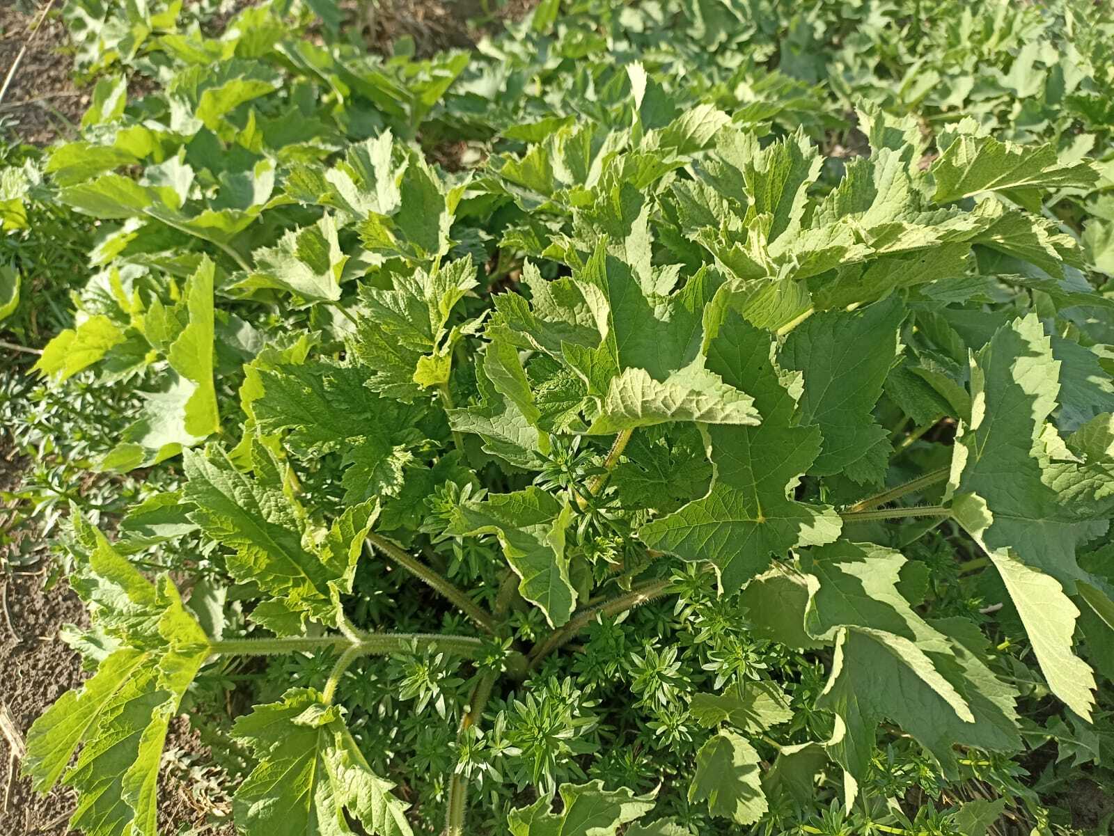 Марийский календарь на каждый день. 5 мая – День борщевика (Полдыран кече).