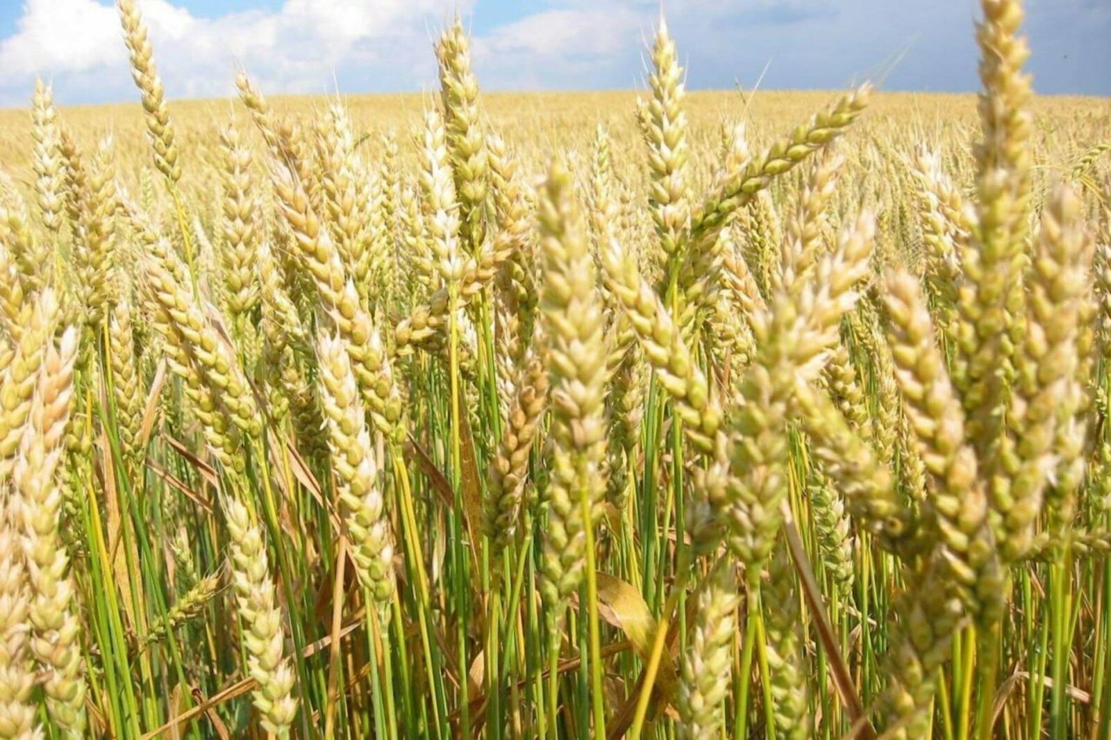 Колошение яровой пшеницы. Ликамеро сорт яровой пшеницы. Сорт озимой пшеницы умка. Сорт пшеницы ирень. Мягкая яровая краснозерная пшеница.