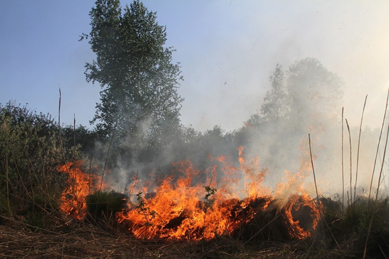 Пожары в лесах. Большой пожар в лесу. Природные пожары 2023 года. Горящий лес. Природные пожары 2023 года.