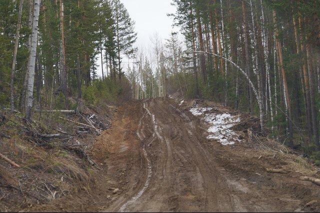 План трассы лесовозной дороги