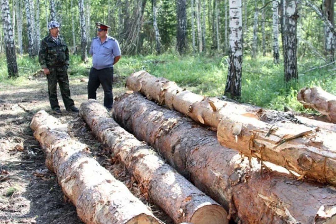 Незаконная вырубка леса картинки