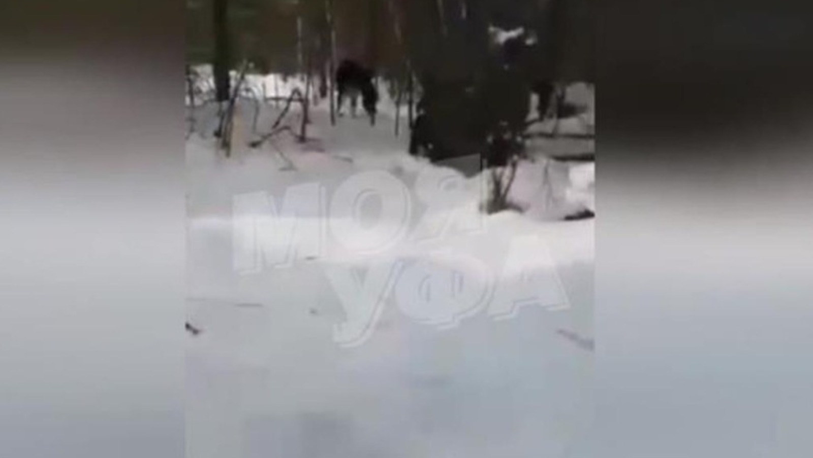 Медведь загрыз человека