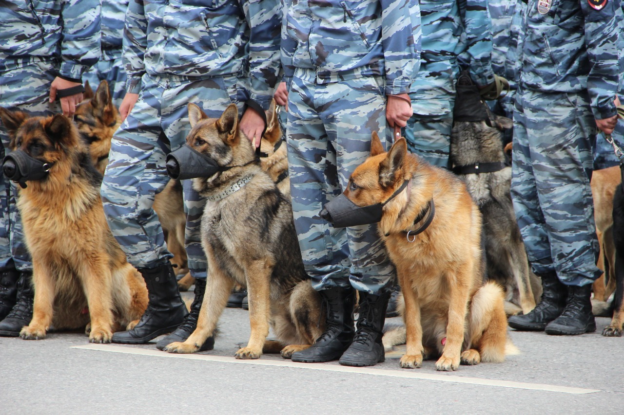 Служба собак в полиции. Полицейские собаки немецкие овчарки. Police k9 доберман. Служба собак в полиции. Собаки на службе.