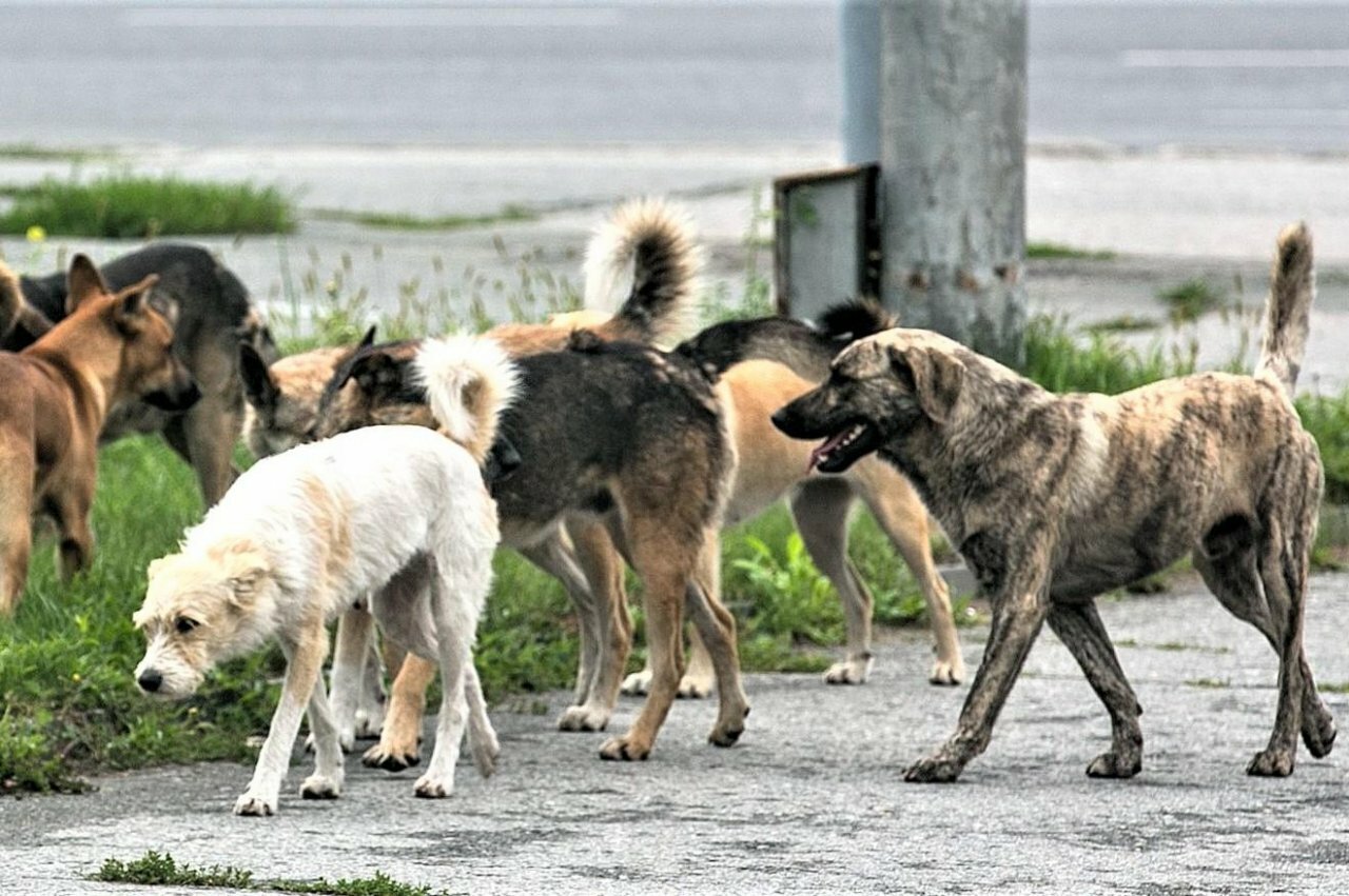 Бродячие собаки картинки