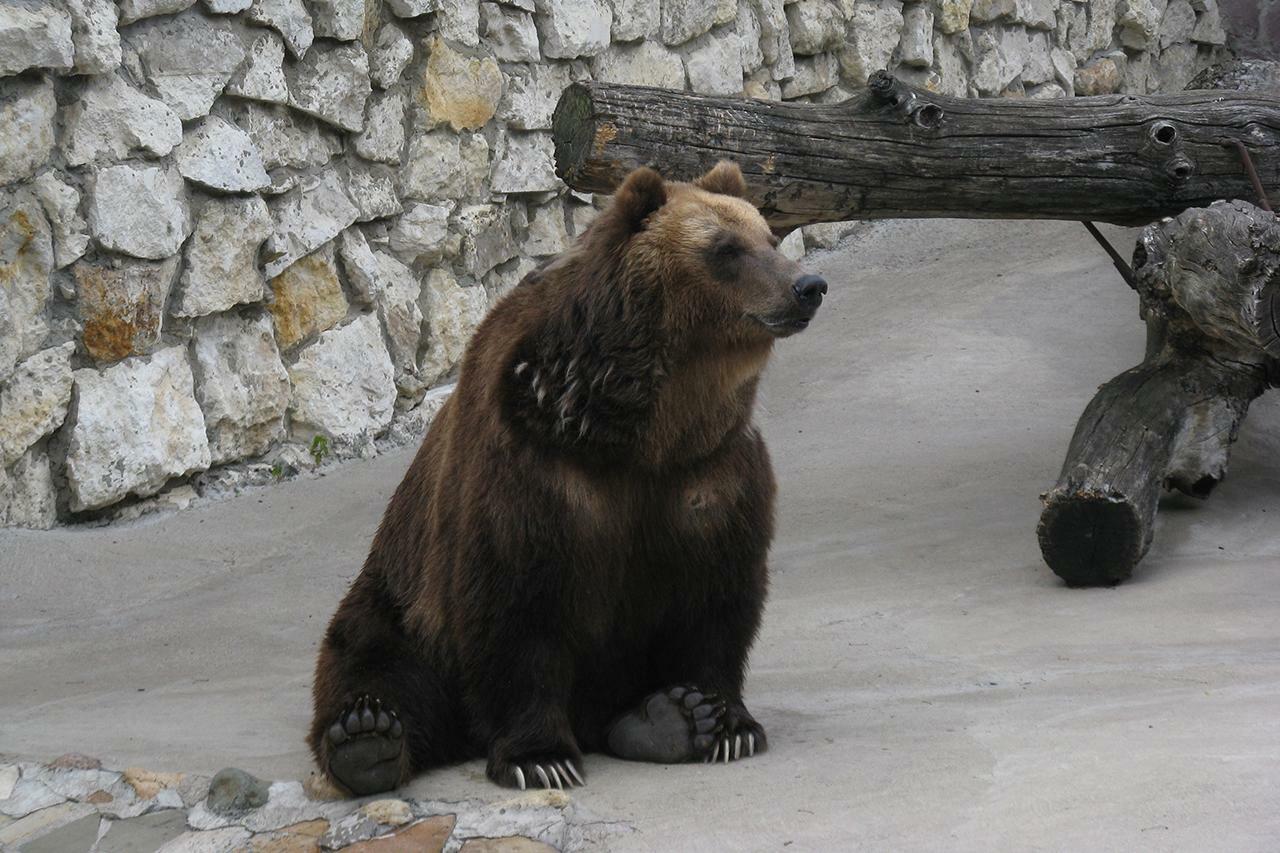 Башкирский Медведь