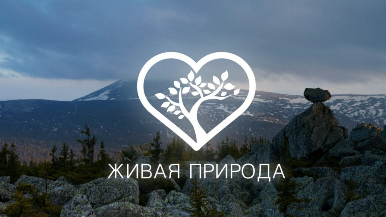 Первый Уфимский видовой Телеканал Живая природа