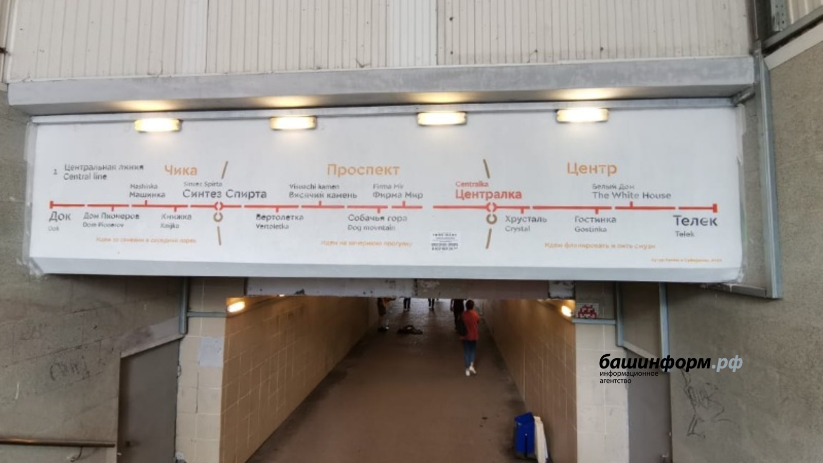 Сиповки корольки централки как различить