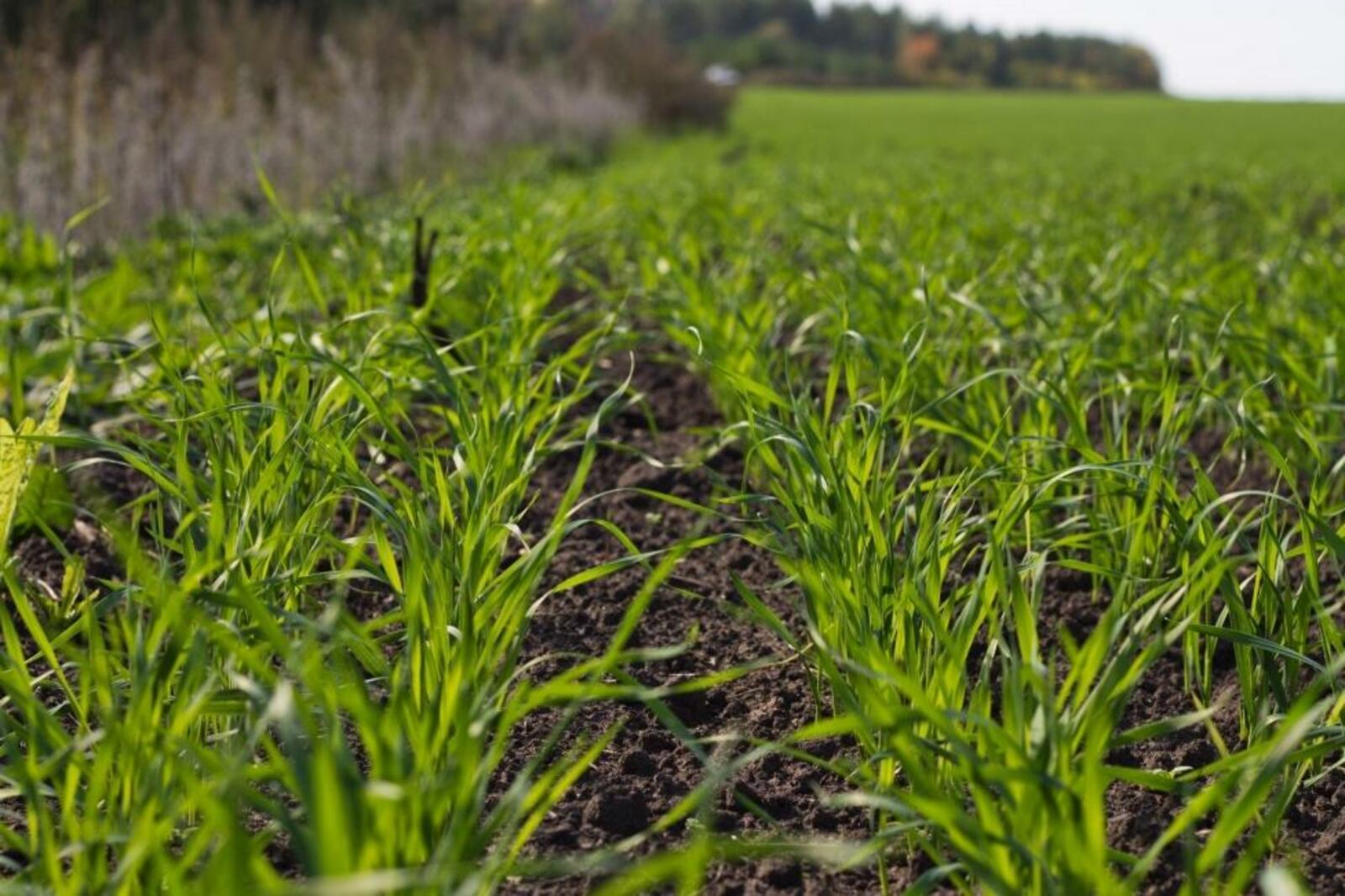 agrostory.com