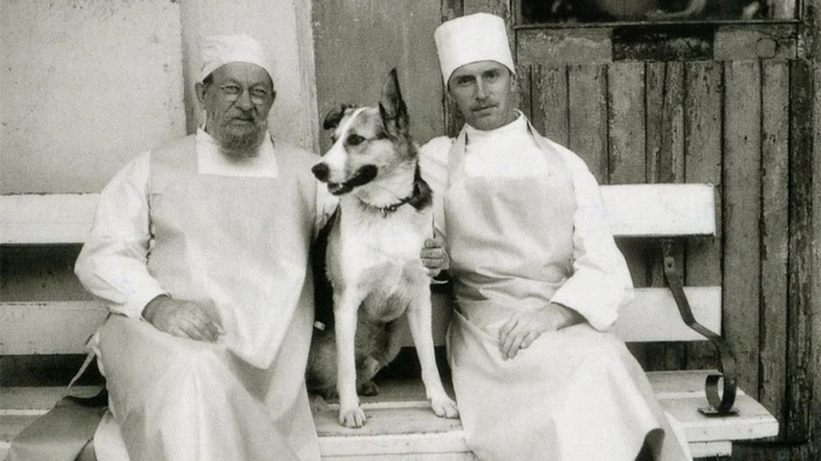 "Собачье сердце"